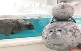 Angry Chonky Seal Plush